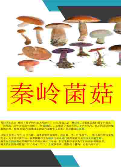 秦岭菌菇